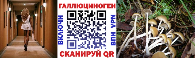 Псилоцибиновые грибы мицелий  Высоцк 